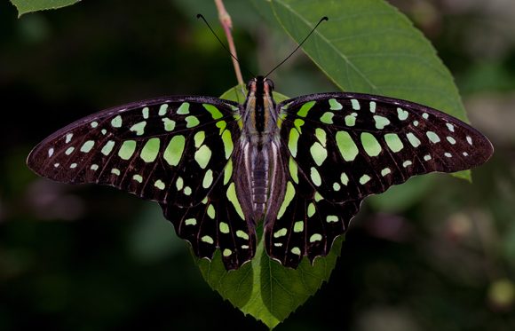 PHOTO: Graphium agamemnon (Tailed jay) butterfly by Anne Belmont.