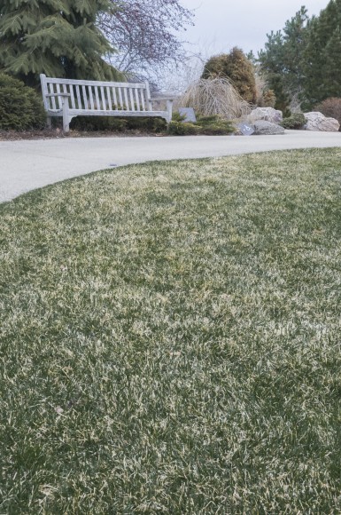 PHOTO: Grass showing winter damage.