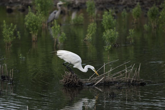 PHOTO: Great egret (Ardea alba).