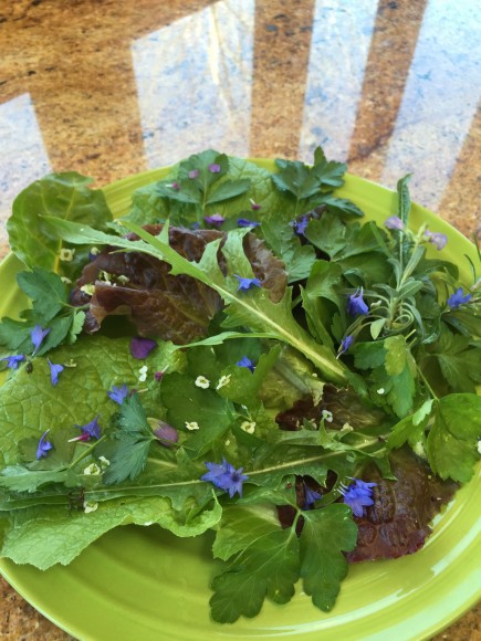 PHOTO: Today’s blue plate special: flavorful greens finished with blue flower petals.