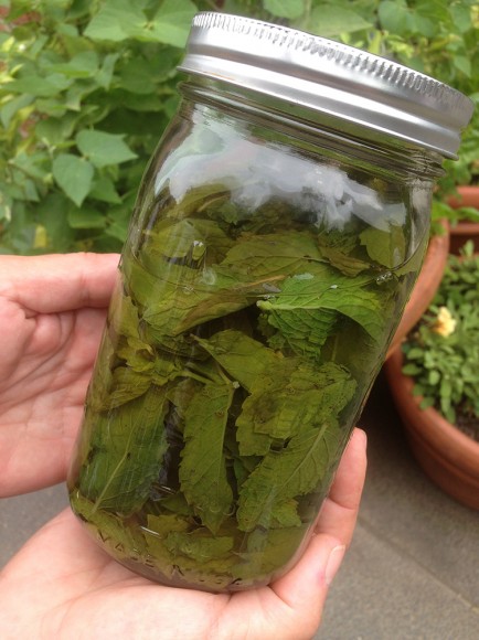 PHOTO: Mint infuses in a quart mason jar for 24 hours.