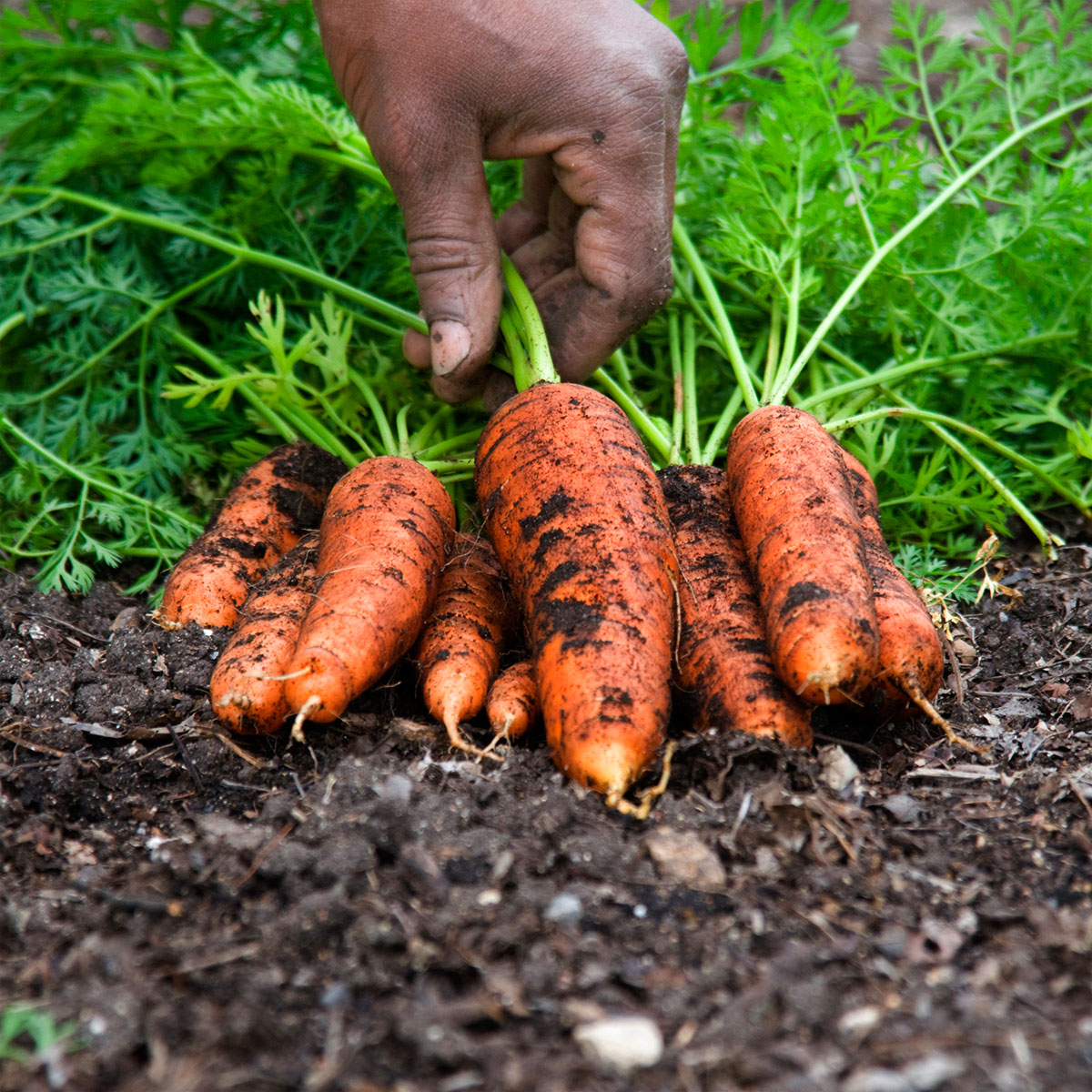 PHOTO: Picking carrots.