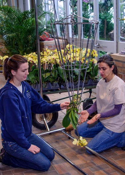 PHOTO: Two staffers gently weave orchids and roots into a metal cone framework.