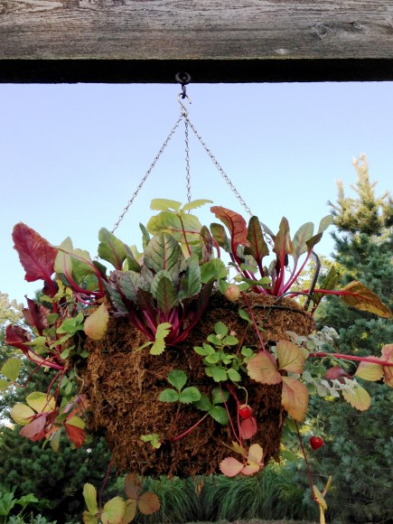 PHOTO: A hanging basket growing a mix of strawberry cultivars and lettuces.
