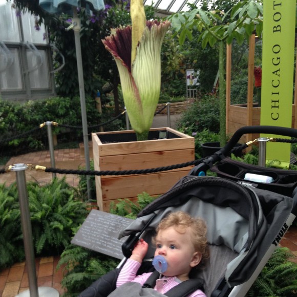 Baby visiting corpse flower bloom at the Chicago Botanic Garden.