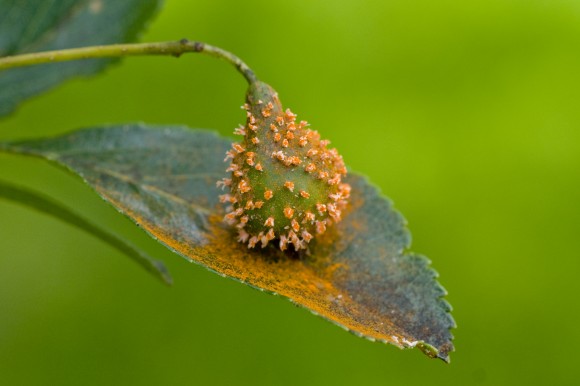 PHOTO: Rust infects a fruit and leaf.