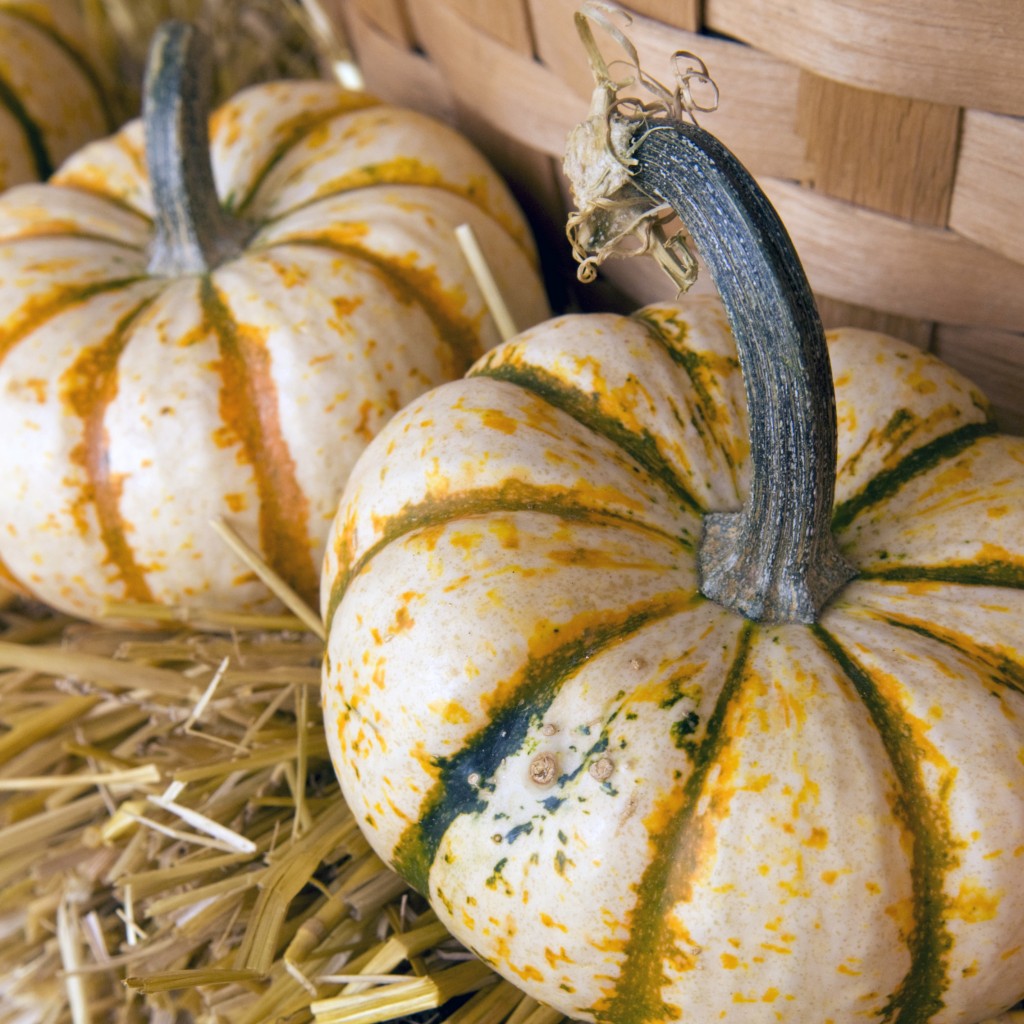 PHOTO: Heirloom pumpkins.