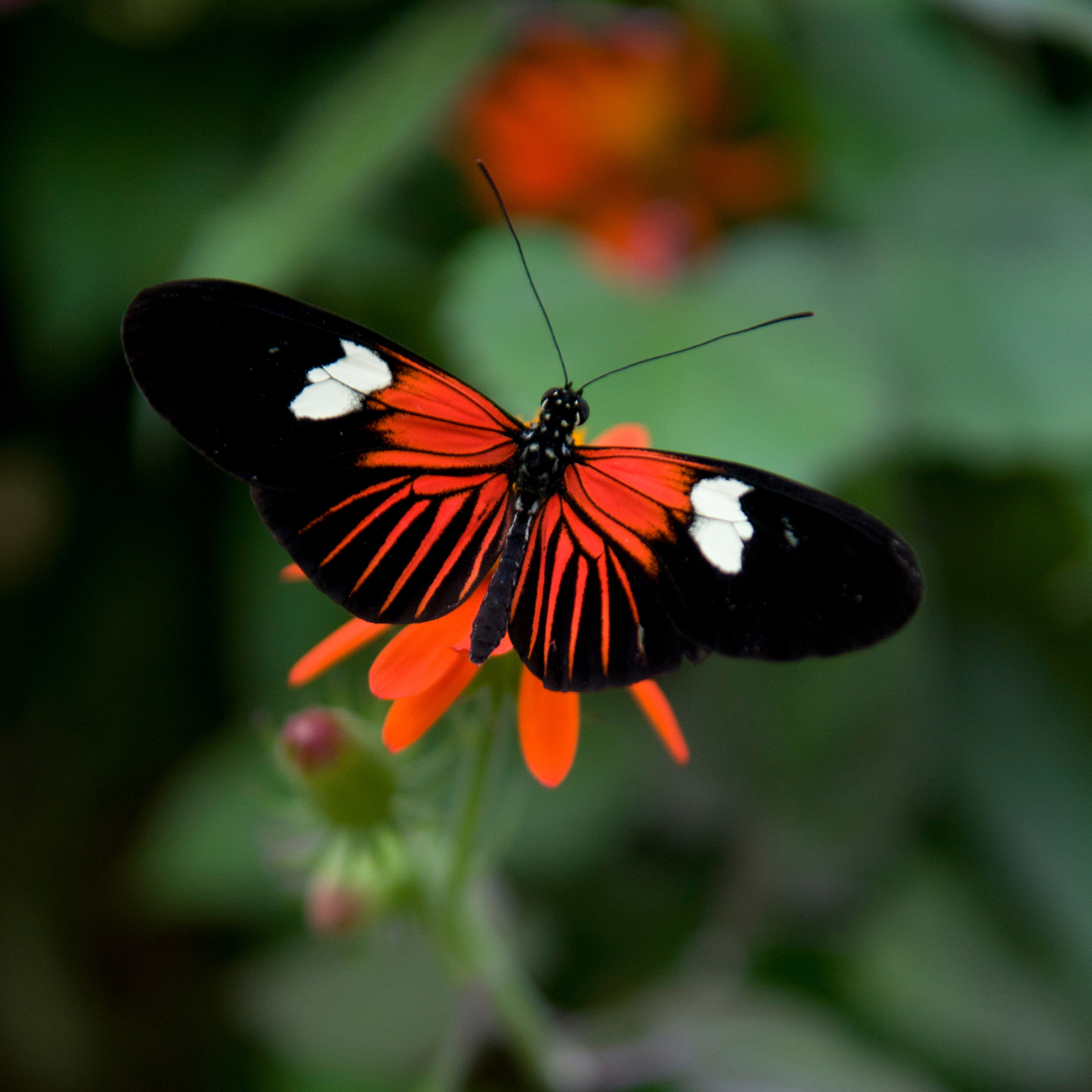 Heliconius: The Lovely Longwings
