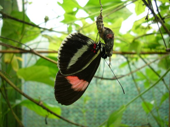 A Heliconius erato male is attracted by pheromones of a female pupa. He waits until she starts to emerge to attempt mating. Photo ©Holger Klee via Flickr.