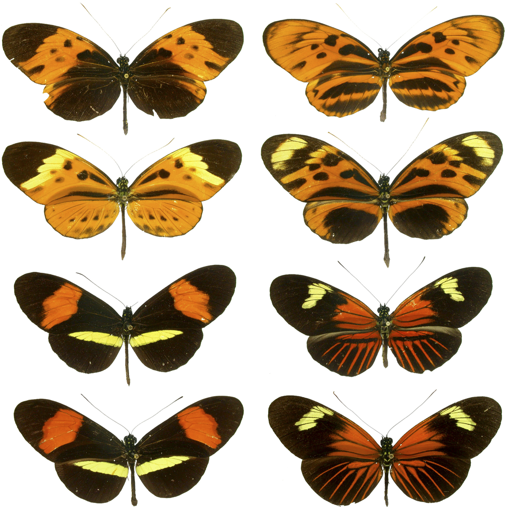 Mimicry in butterflies illustrated on these plates showing four forms of Heliconius numata, two forms of H. melpomene, and the two corresponding mimicking forms of H. erato. Image by see Source, via Wikimedia Commons.