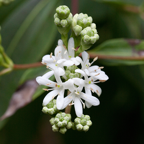 Heptacodium Miconioides, the Seven-Son Flower