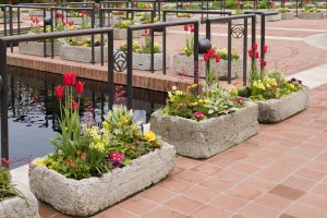 PHOTO: Heritage Garden troughs from May 2011 display.