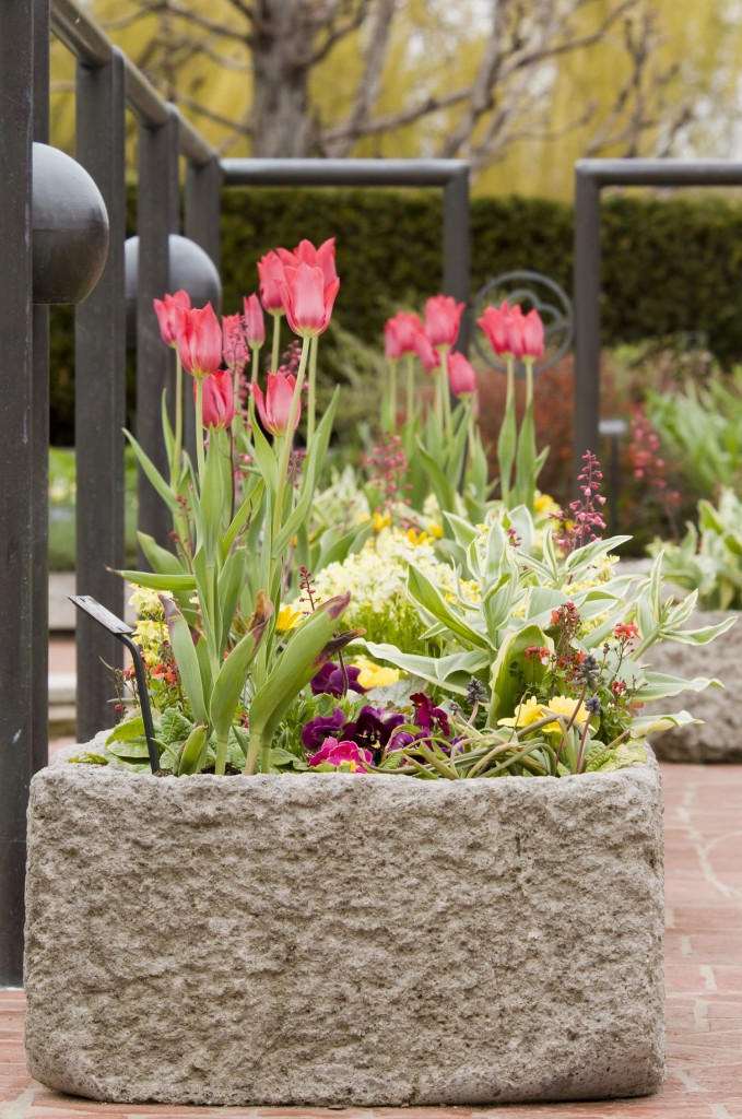 PHOTO: Heritage Garden trough with spring tulips.