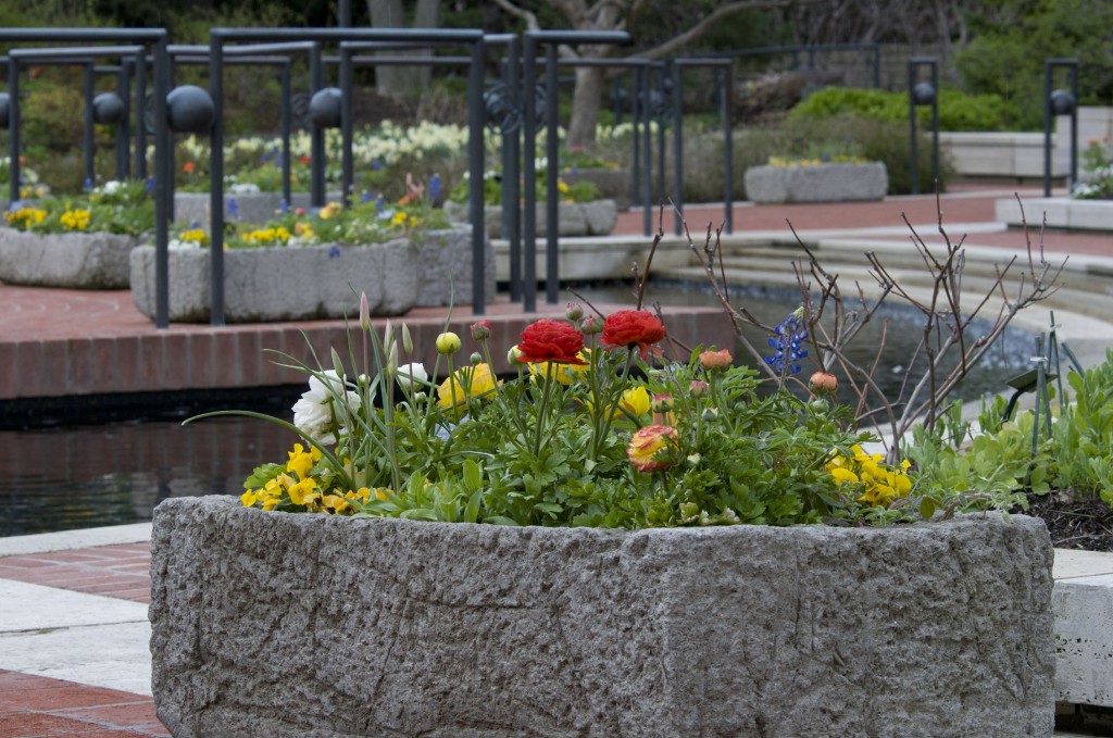 PHOTO: Heritage Garden troughs from May 2009 display.