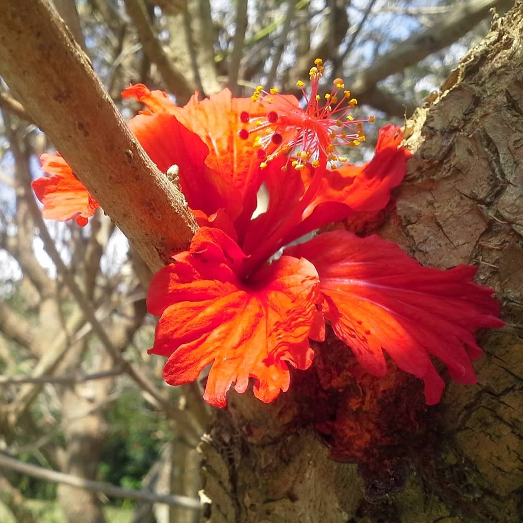 PHOTO: A brilliantly scarlet hibiscus bloom.