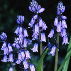 Hyacinthoides hispanica 'Excelsior' by Brent & Becky's Bulbs