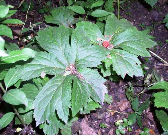 PHOTO: Hydrastis canadensis leaves (with one ripe fruit).