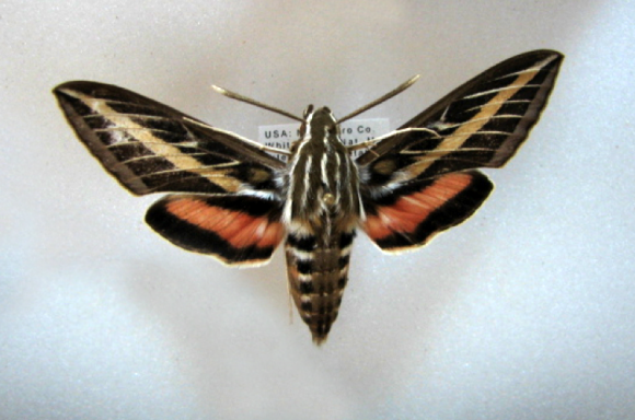 PHOTO: Pinned specimen of Hyles lineata.