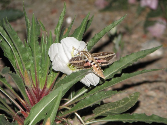 The white-lined sphinx moth drinks nectar from Harrington’s evening primrose in Colorado. 