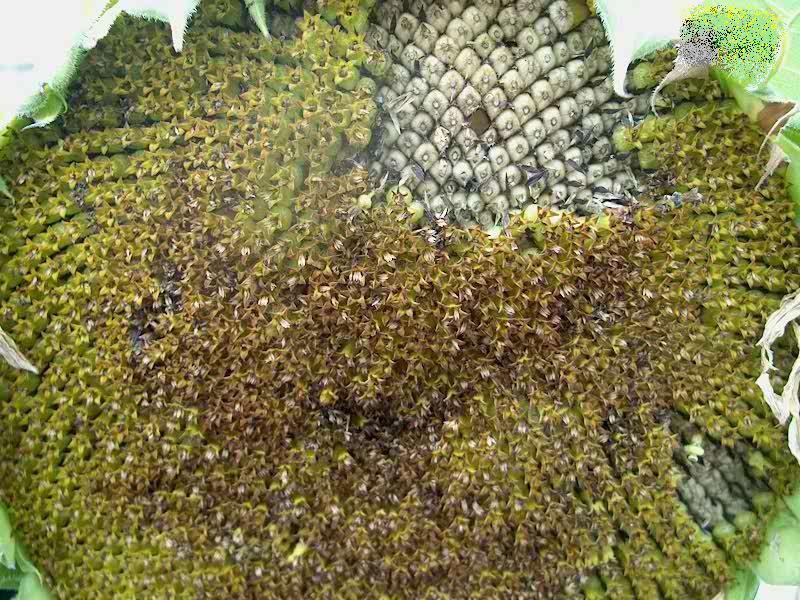 PHOTO: Extreeme close up of the middle of a sunflower, showing the tiny florets and sunflower seeds. 