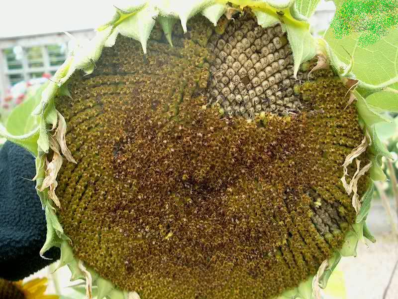 PHOTO: Very close up picture of a sunflower. 