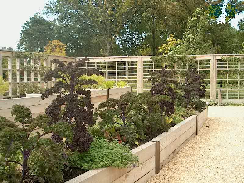 PHOTO: a variety of kale plants are growing in the raised beds of the Children's Growing Garden.