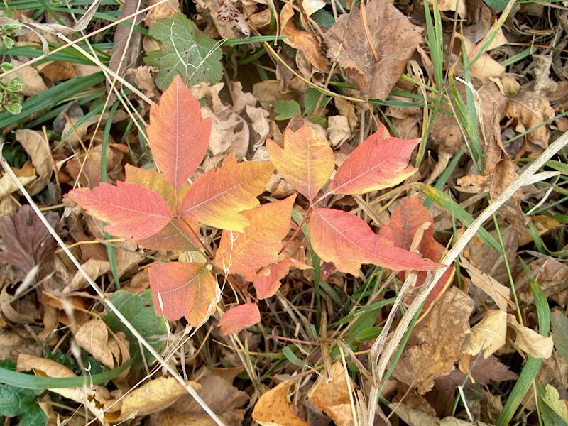 PHOTO: Close up of poison ivy growing on the woodland floor surrounded by fallen tree leaves.