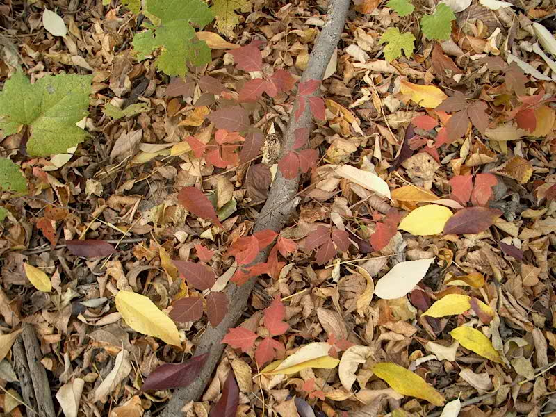 PHOTO: Poison ivy leaves are bright red on the forest floor, which is covered in brown and gold leaves fallen from the trees.