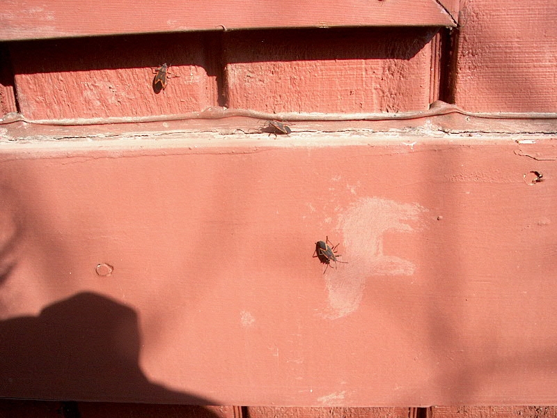 PHOTO: Three boxelder bugs sunning themselves on the wood siding of the Garden's Learning Center.