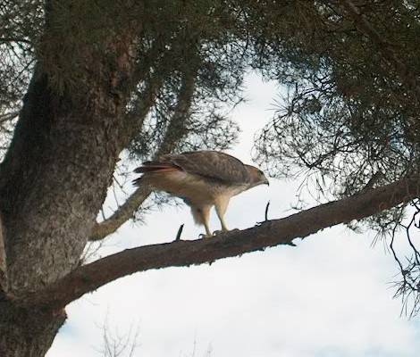 PHOTO: A large red-tailed hawk is perched on a pine tree branch scanning the landscape for prey.