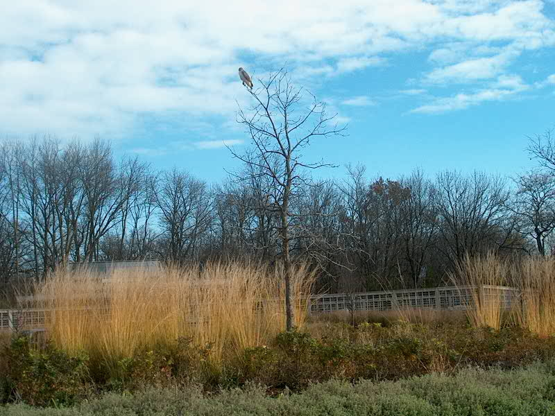 PHOTO: A red-tailed hawk is perched at the top of the young oak tree in teh Learning Campus Circle.