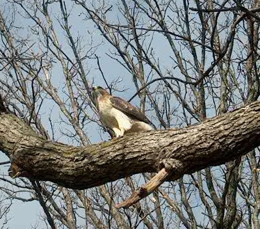 PHOTO: the red-tailed hawk is perched on a large oak tree limb after eating its second rodent.