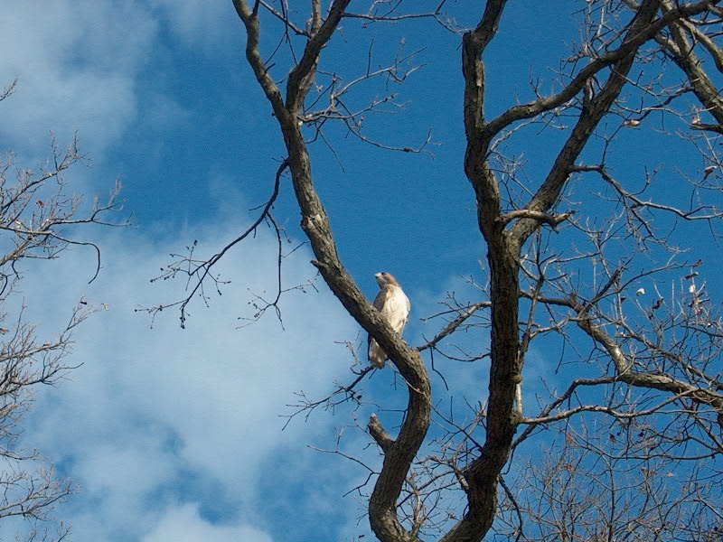PHOTO: a large red-tailed hawk is perched high in a tree at the Learning Campus, looking for prey