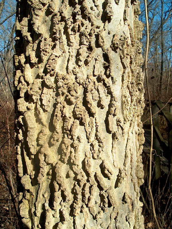 PHOTO: This shows a close up of the bumpy, scraggly bark of a hackberry tree.