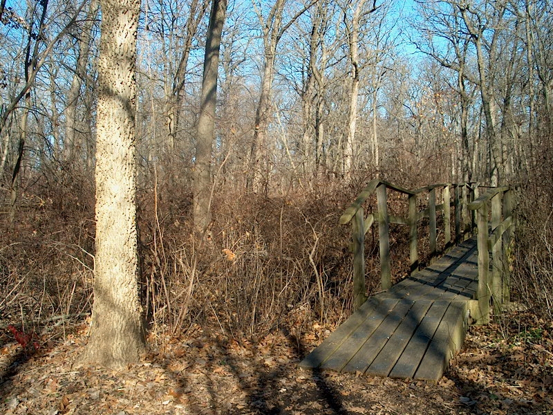 PHOTO: A tall hackberry stands at the south entrance of a wooden bridge that crosses a seasonal stream in McDonald Woods. All the trees in the wood are leafless.
