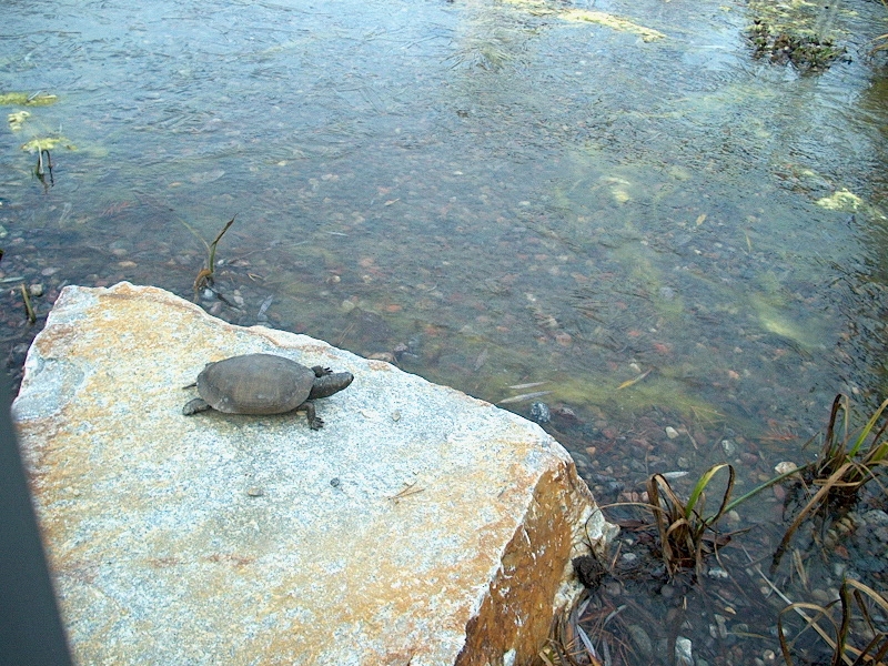 PHOTO: This bronze model of a painted turtle on a rock can be seen a Kleinman Family Cove yearround.