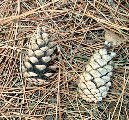 PHOTO: two pine cones on the pine needle covered ground, one is partially open and the other is closed.