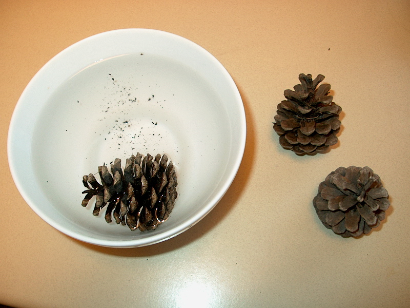 PHOTO: One pine cone is floating in a white bowl full of water while the other two are resting on the right side of the bowl.