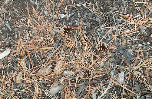 PHOTO: The ground under the pine tree is covered in dry, brown pine needles and cones that are open, closed and in between.