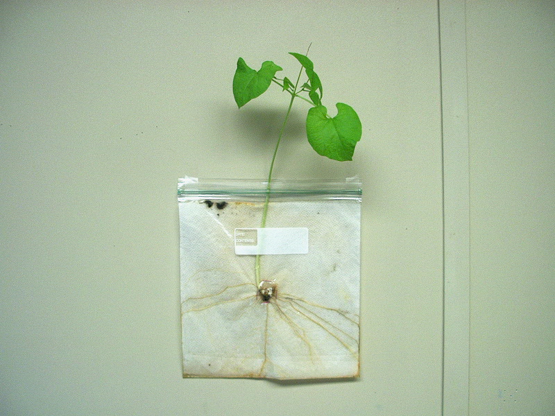 PHOTO: a bean that was sprouted in a plastic bag and grew for three months, with roots radiating from the center, a long stem, and eight green leaves sticking out of the top.