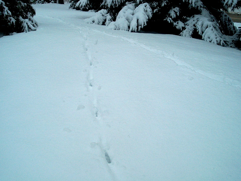 PHOTO: a clear stretch of snow has two coyote trails running up a small hill.
