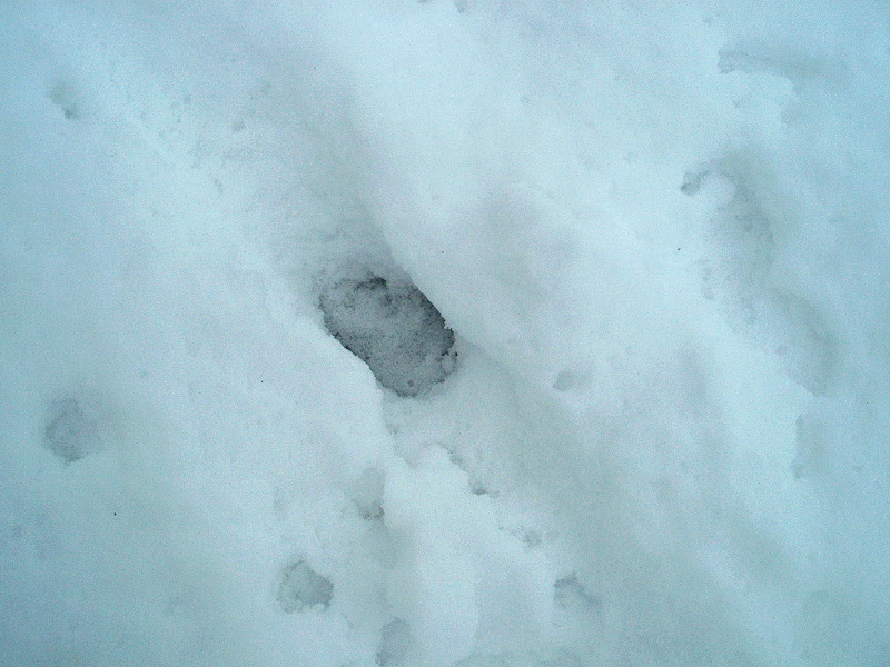 PHOTO: the single track of a coyote is seen in the snow.
