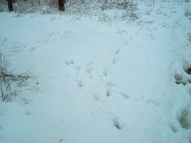 PHOTO: The tracks in the snow look like the coyote ran and make a circle in the snow.