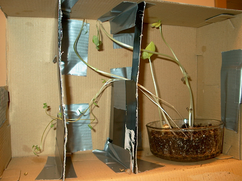 PHOTO: all of the bean sprouts are leaning toward the light.