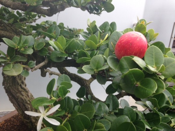 PHOTO: Natal plum bonsai in fruit and flower.