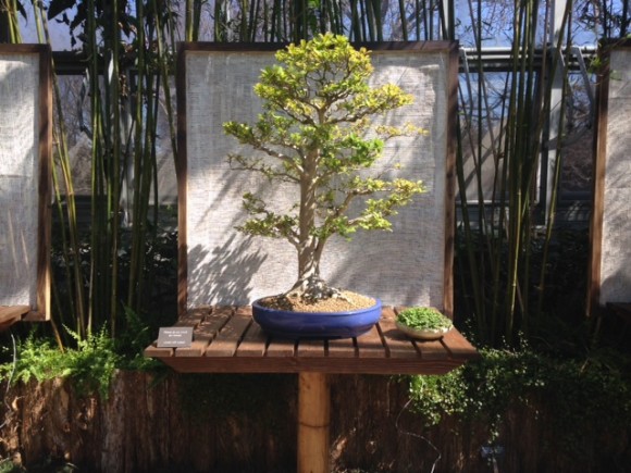 PHOTO: Crape myrtle (Lagerstroemia) bonsai.