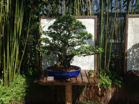 PHOTO: Chinese banyan (Ficus microcarpa) bonsai.