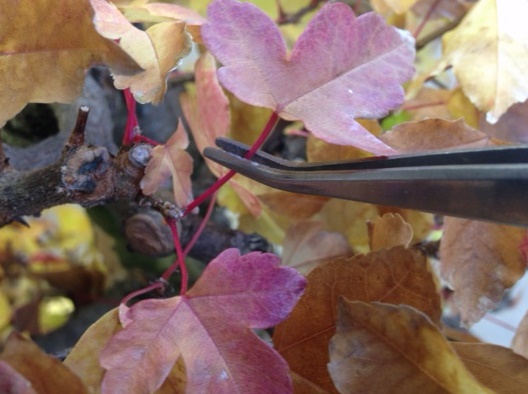 PHOTO: Bonsai foliage is removed with tweezers before storing the tree for the winter.