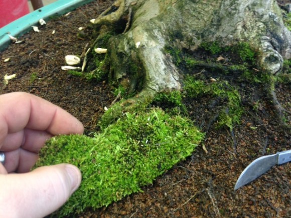 PHOTO: Cutting away moss from the trunk of a bonsai.