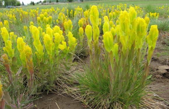 PHOTO: Golden paintbrush (Castilleja levisecta).